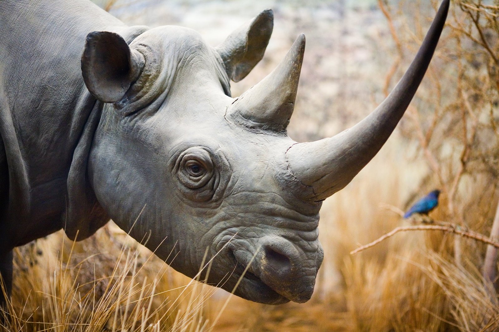 selective focus animal photography of rhinoceros rhino Los Angeles 2k