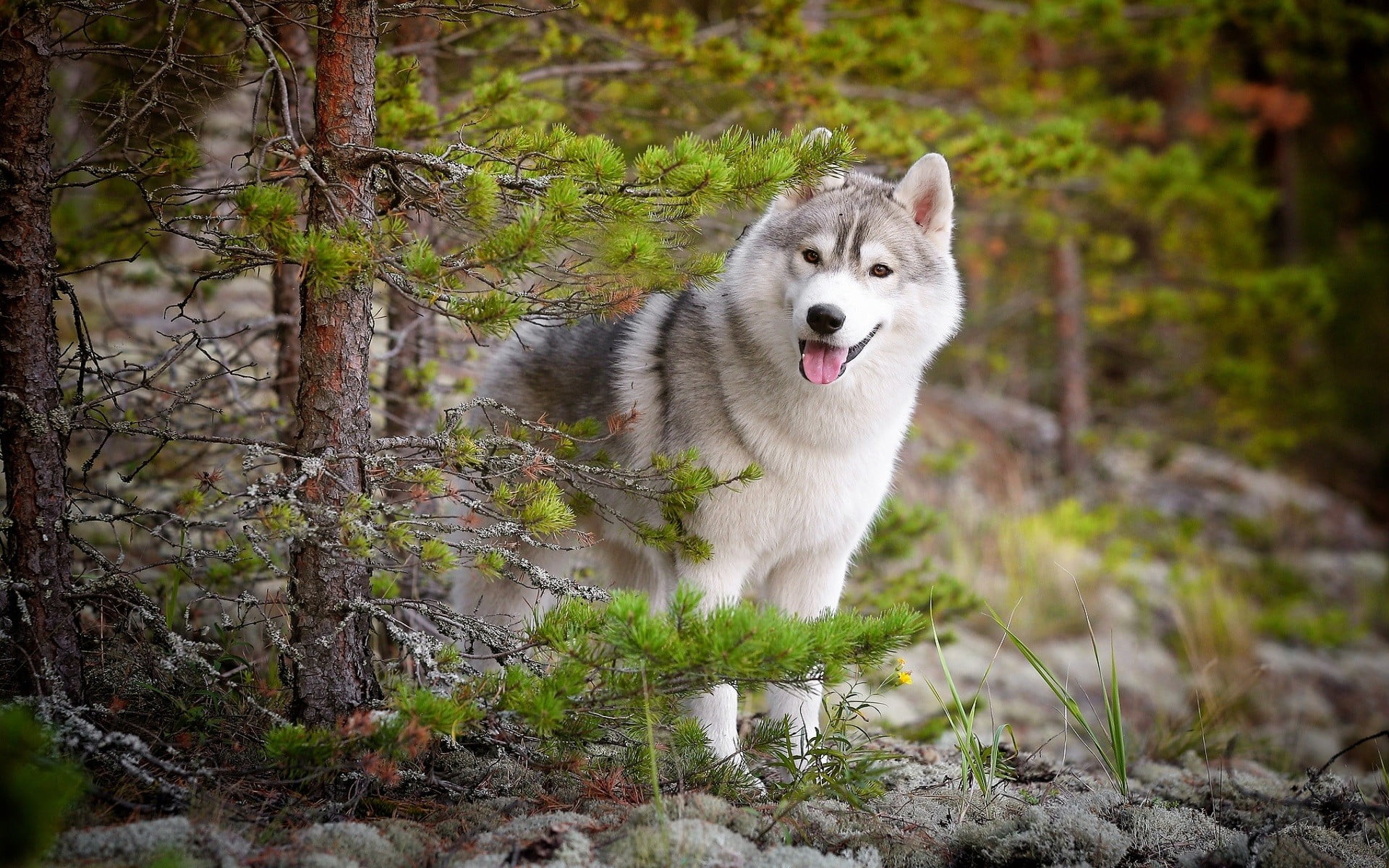 adult white and black Siberian husky Husky animals 2k