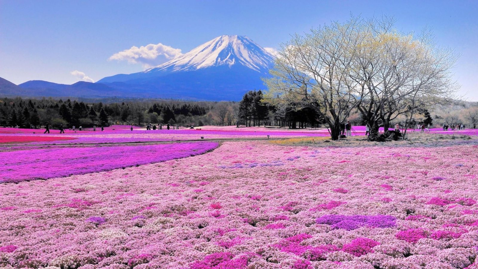 beautiful spring japan asia takinoue park urban hokkaido 2k