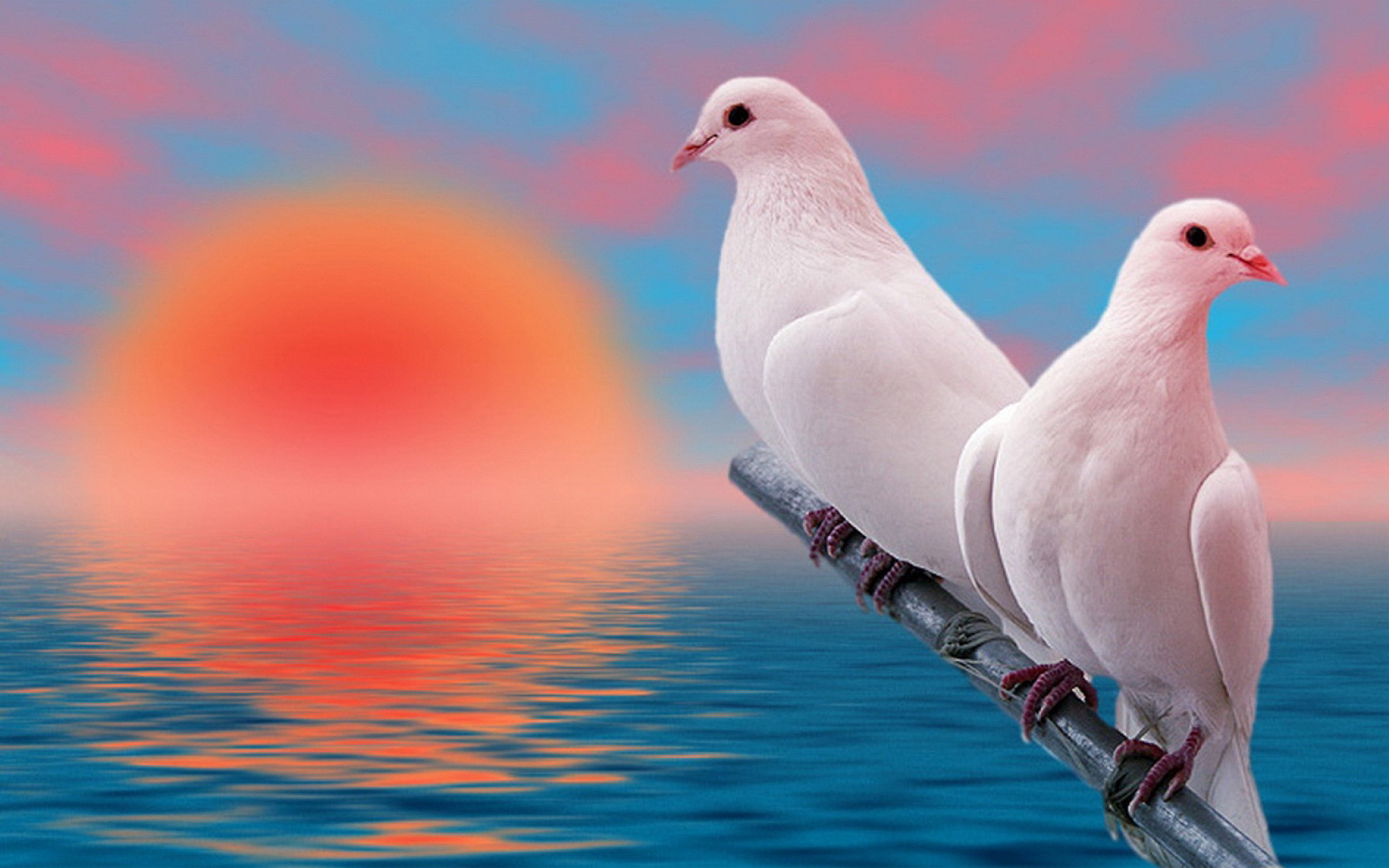 Birds Beautiful White Pigeons Love At Sunset Desktop Hd Wallpaper For Pc Tablet And Mobile 2k 4k