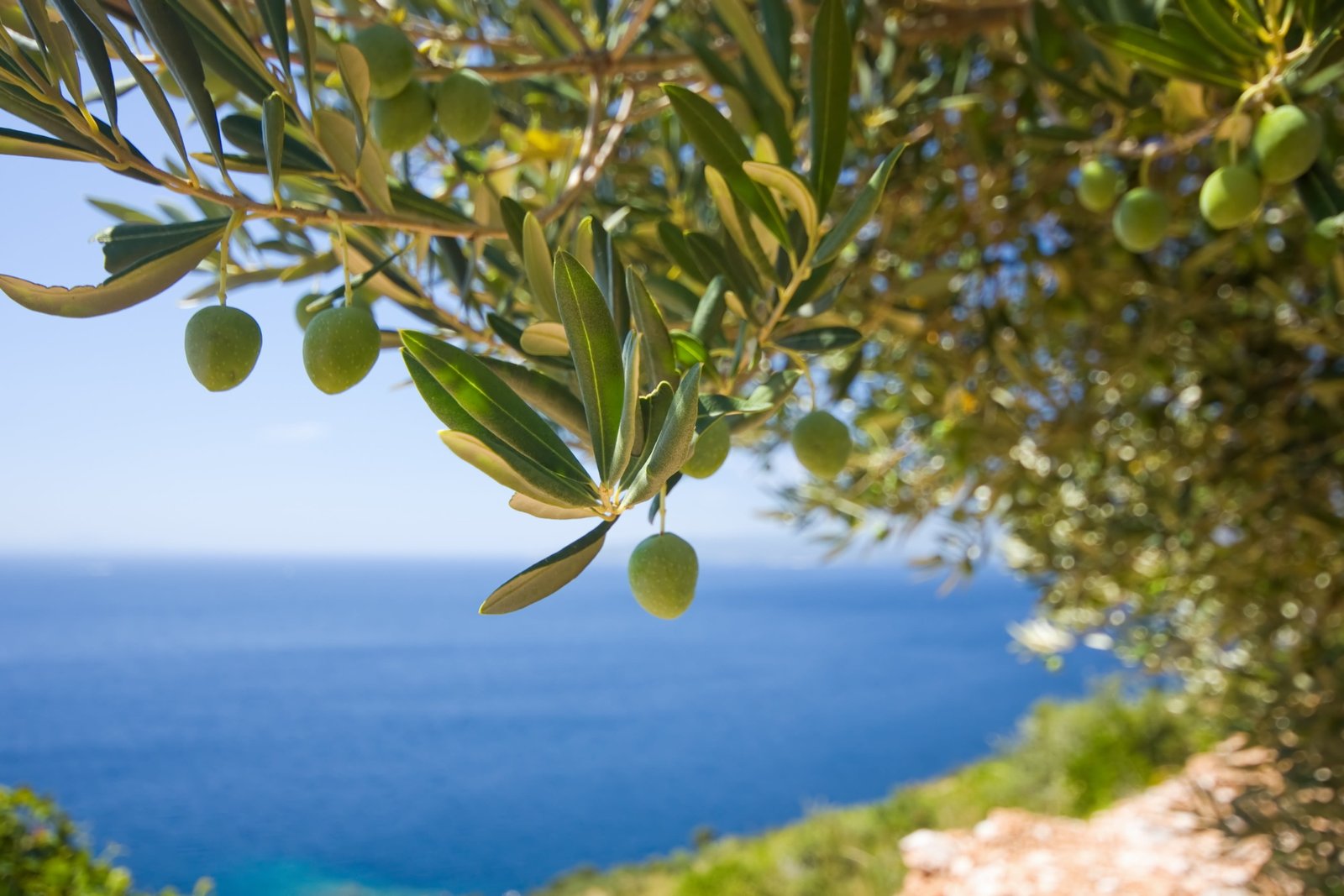 green leaf fruit bearing plant overlooking calm body of water at daytine 2k 4k