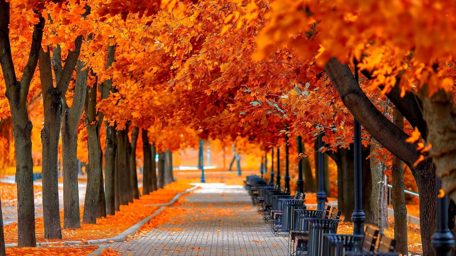 tree lane park red leaves benches autumn scenery trees 2k