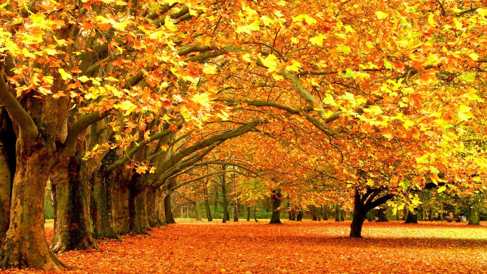 yellow leafed maple tree brown leaf trees wallpaper fall nature 2k
