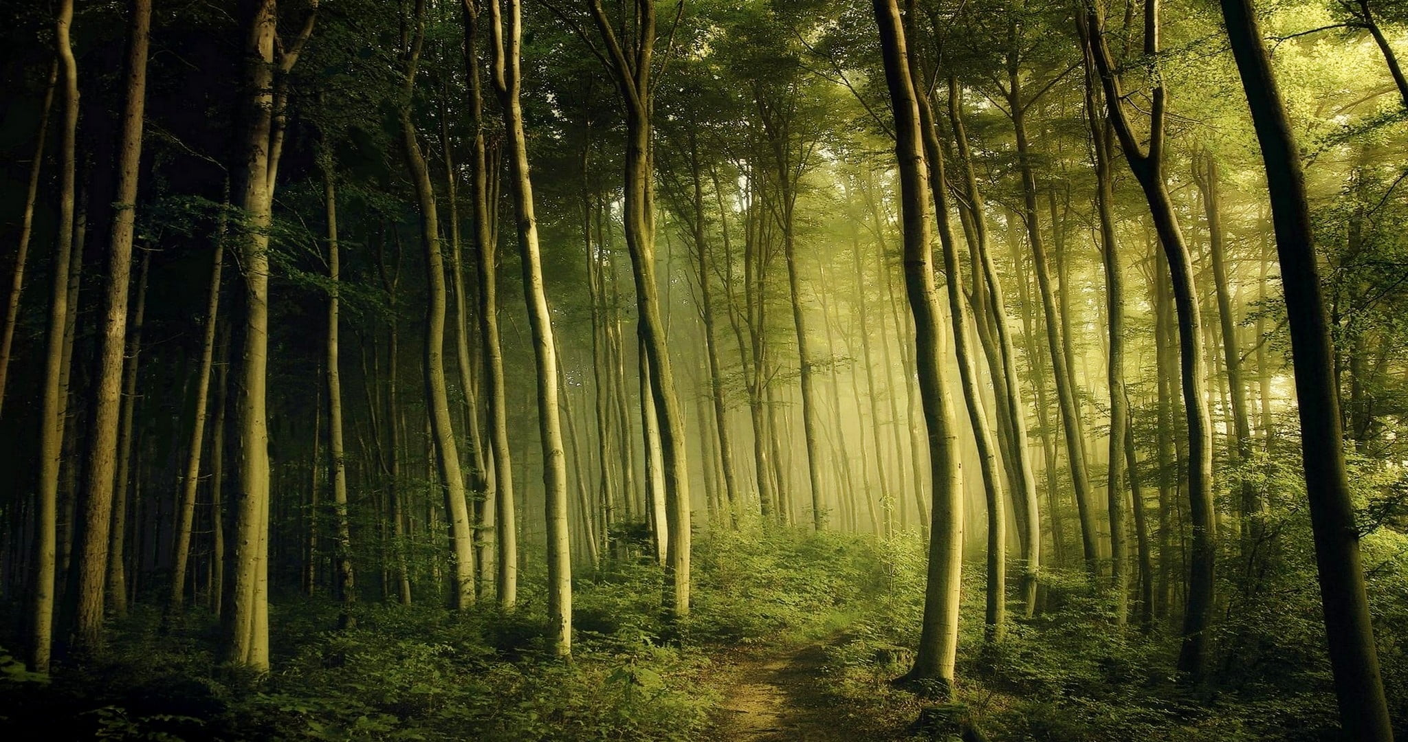 forest trees nature landscape spring mist shrubs green 2k