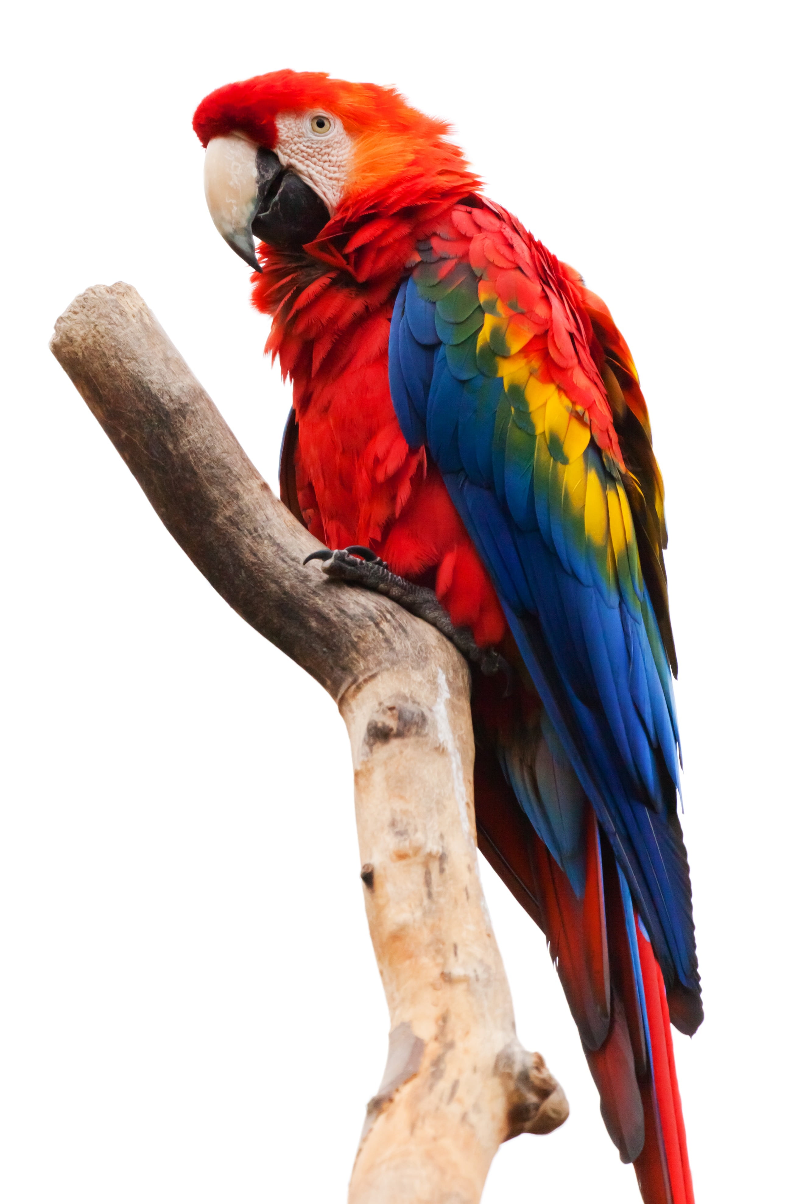 Ara chloropterus macaw animal ara macao beak bird colorful 2k