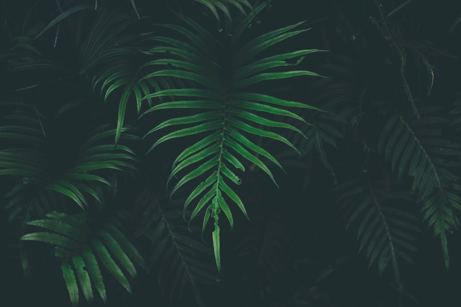 green plant nature leaves plants growth color leaf 2k 4k 5k