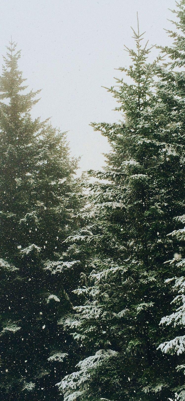 It s beginning to look a lot like Christmas