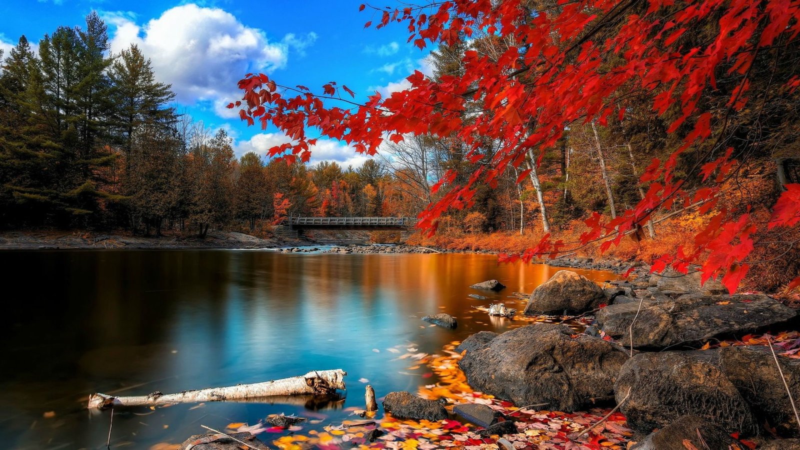 nature season landscape maple tree autumn forest sky 2k