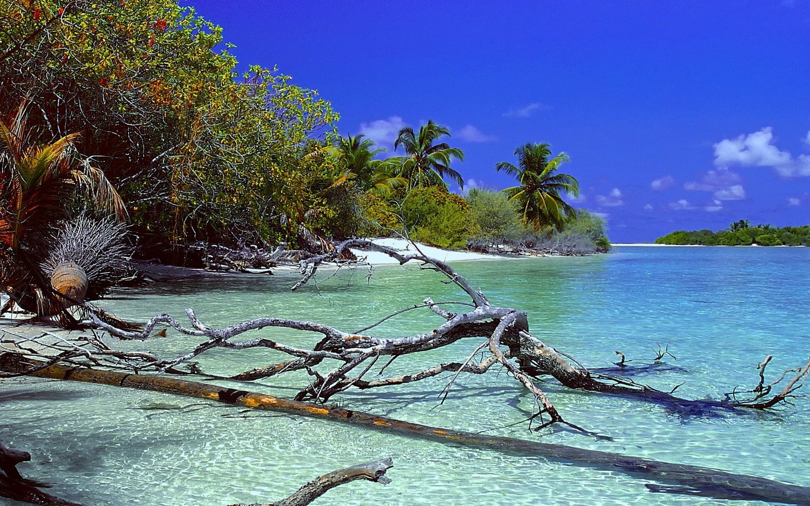 brown tree logs nature landscape deserted Island beach trees 2k