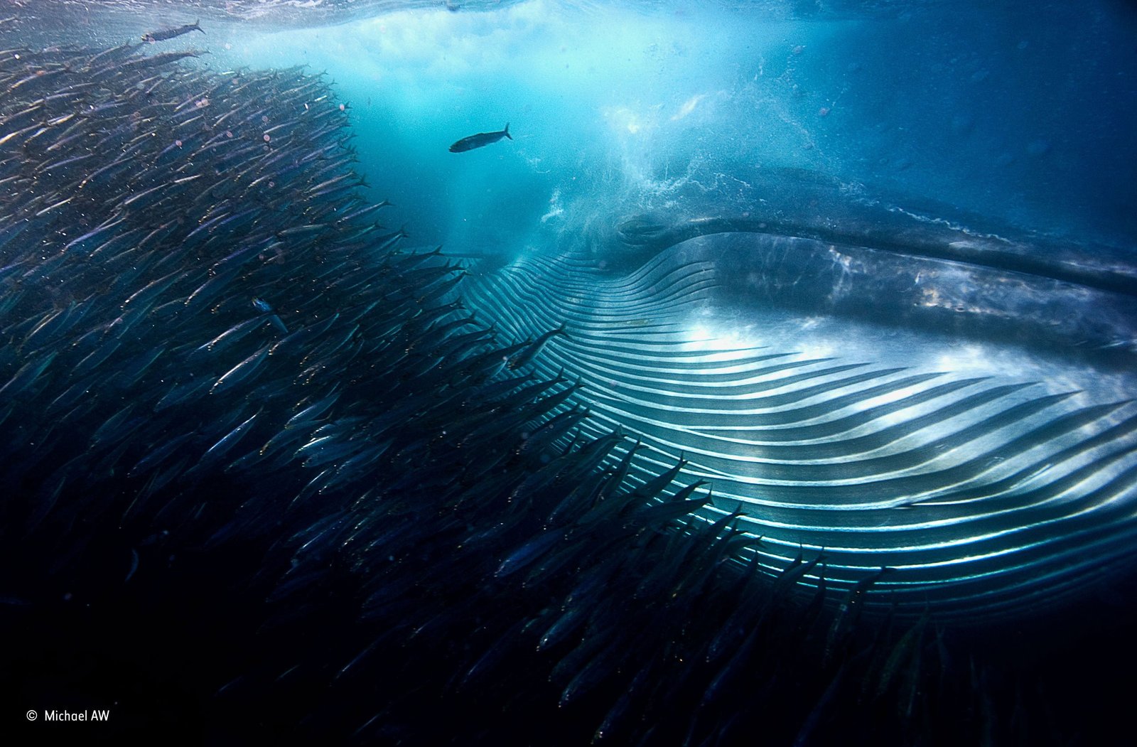 humpback whale TV still nature water underwater sea animals 2k
