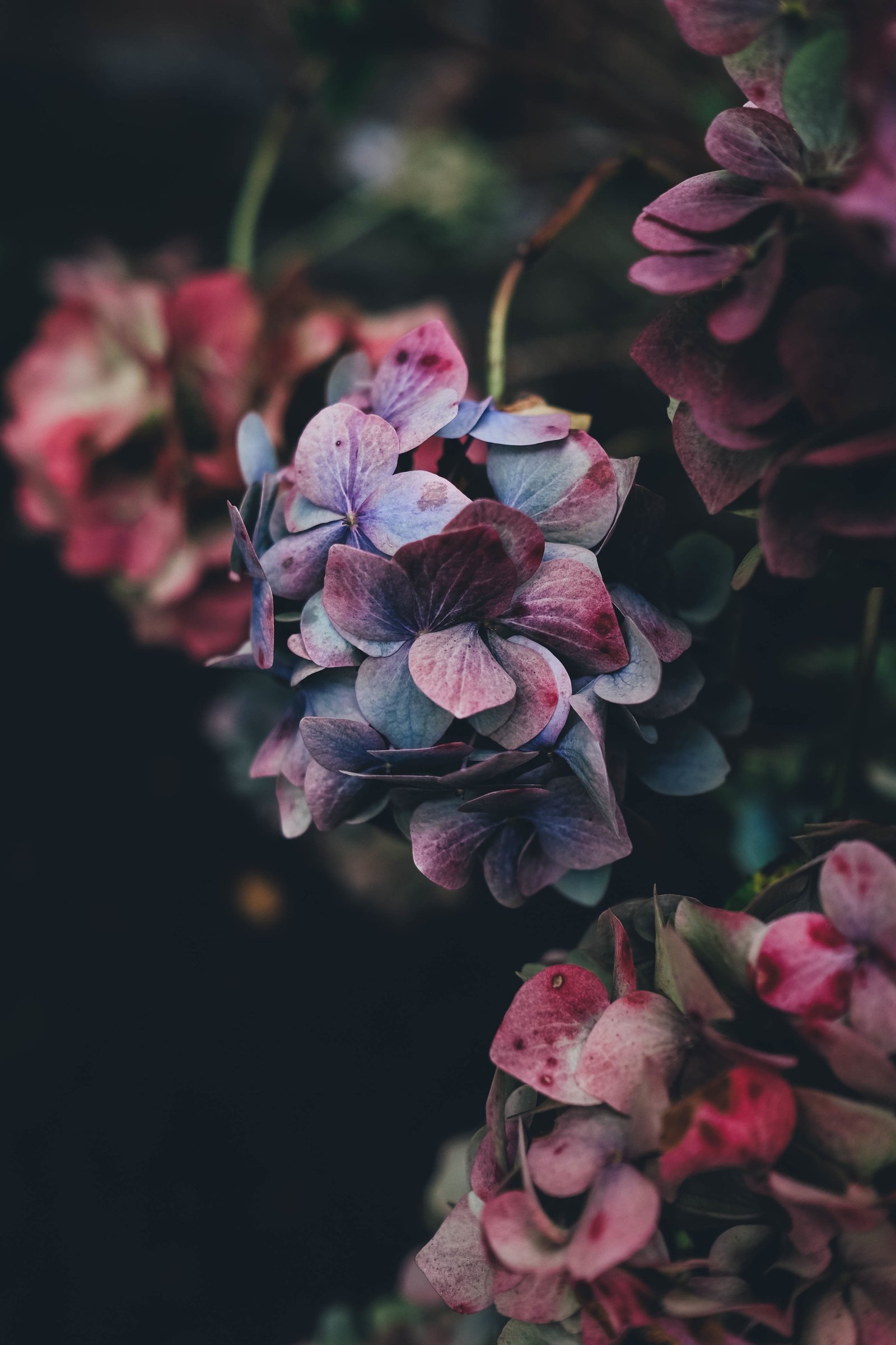 nature flowers hydrangea 2k