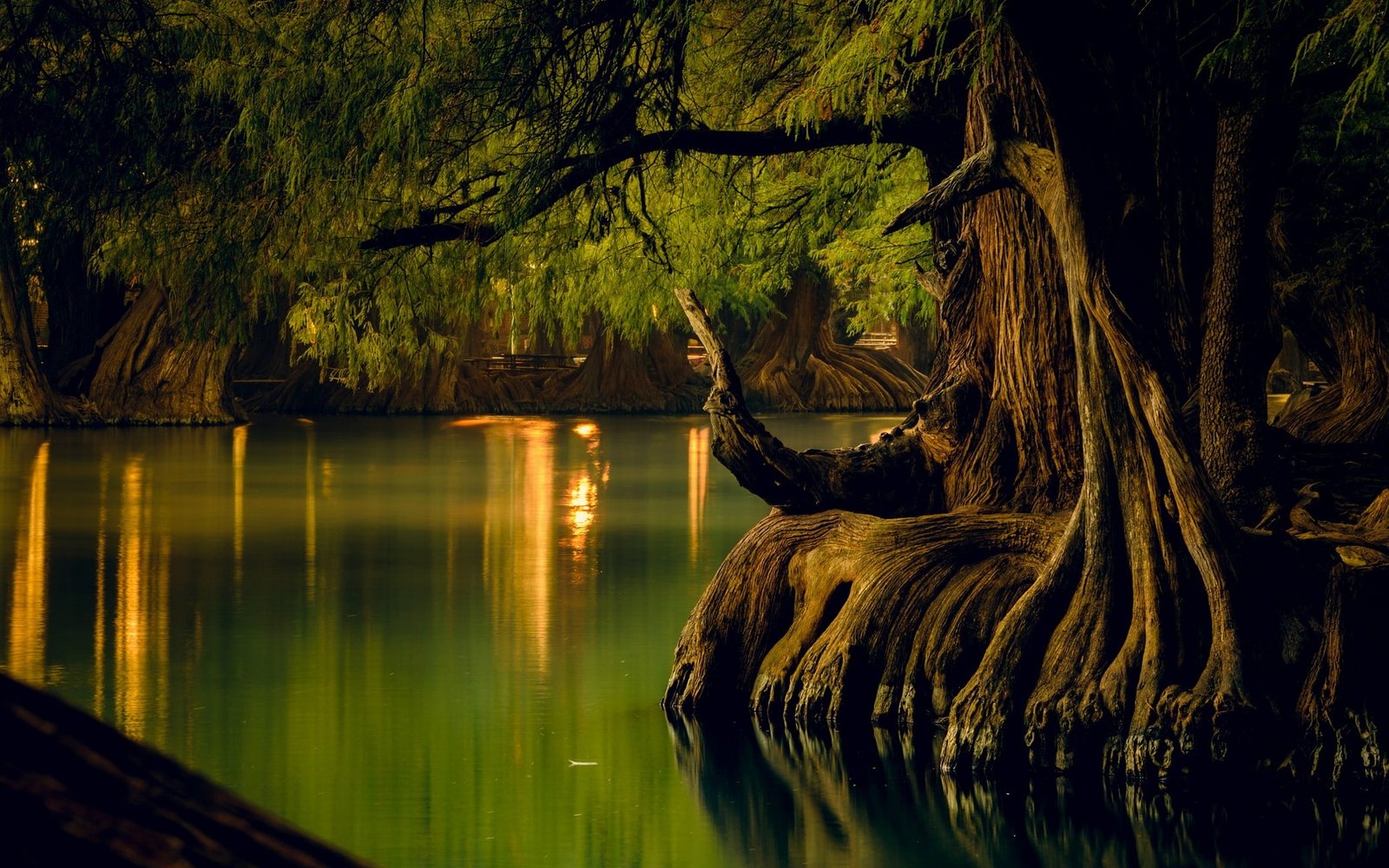 nature landscape lake forest water reflection trees roots 2k
