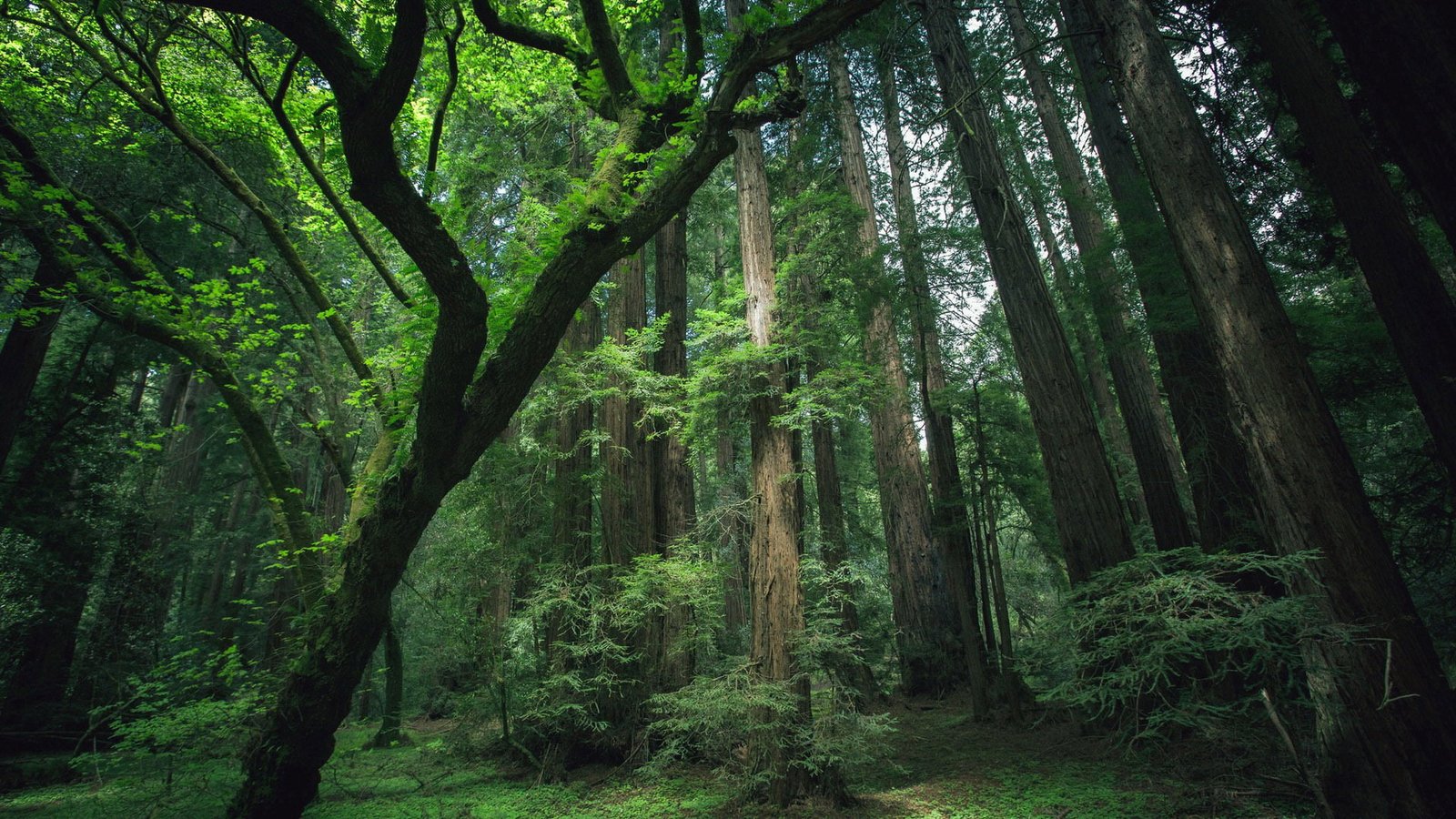 nature tree oak forest landscape rain park summer 2k