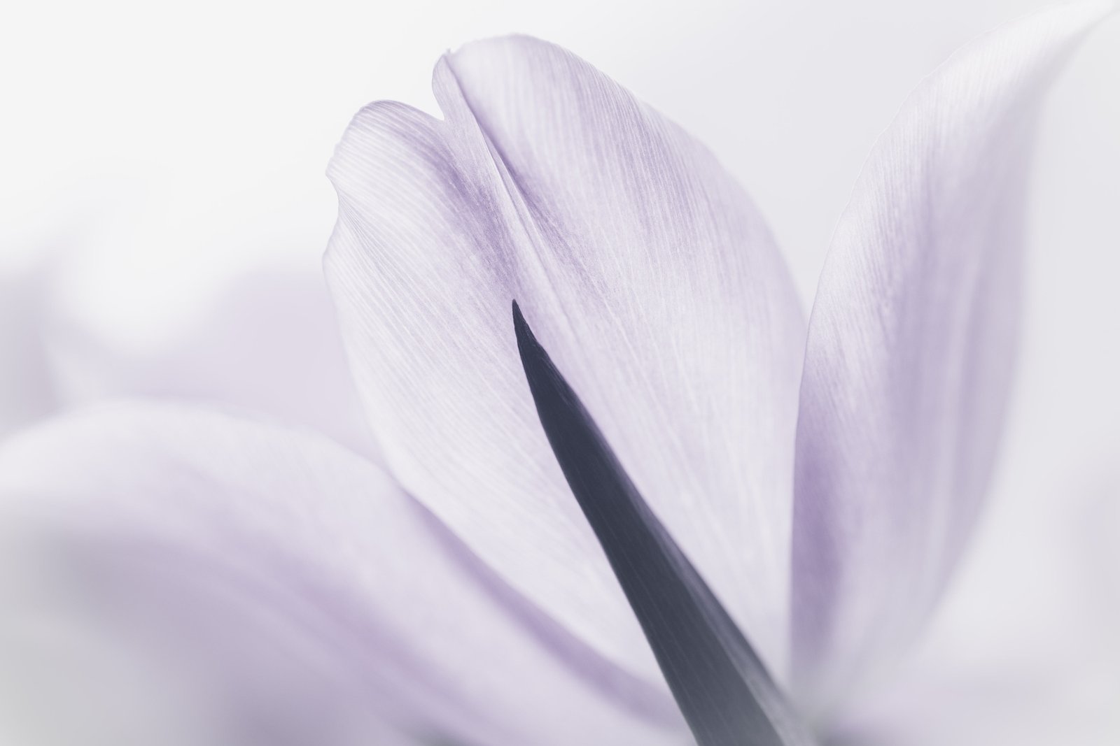 close up photo of flower petal Understated Canon macro Sony Alpha 2k 4k 5k