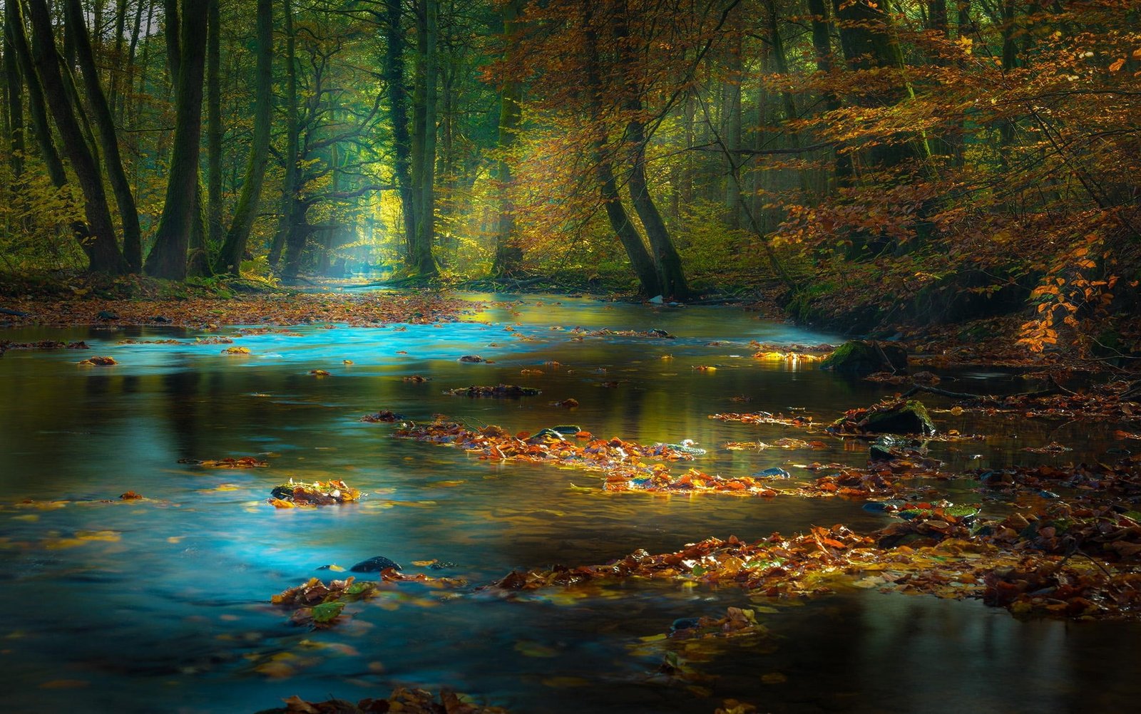 leaves on body of water wallpaper calm surrounded with brown trees 17 2k