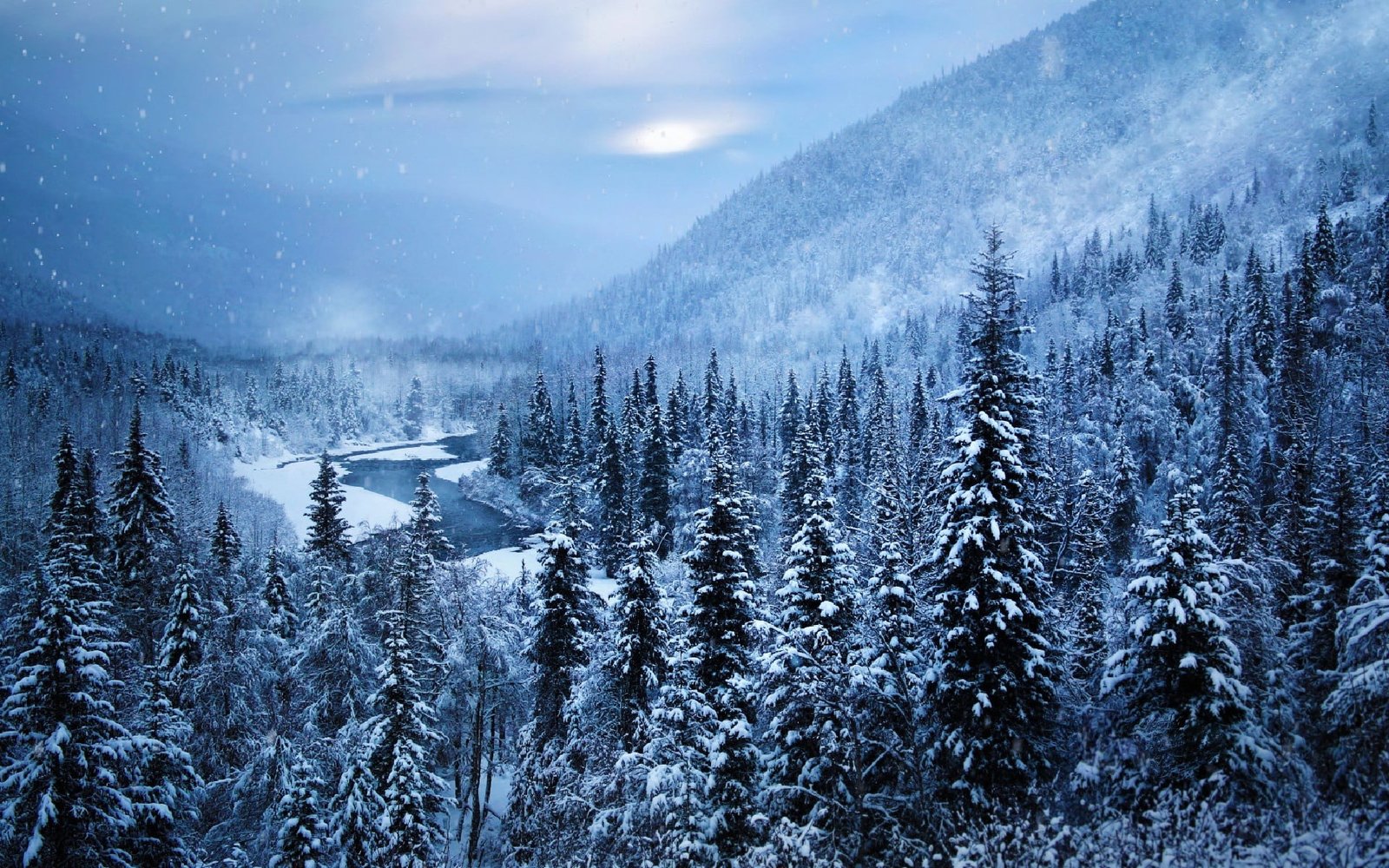 pine tree lot winter snow trees landscape Alaska nature 2k