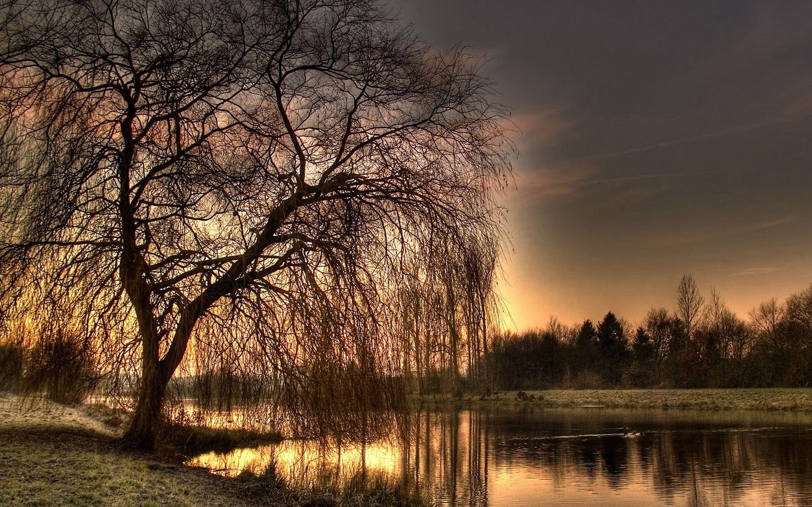 Por Do Sol lago arvore natureza nature and landscapes 2k