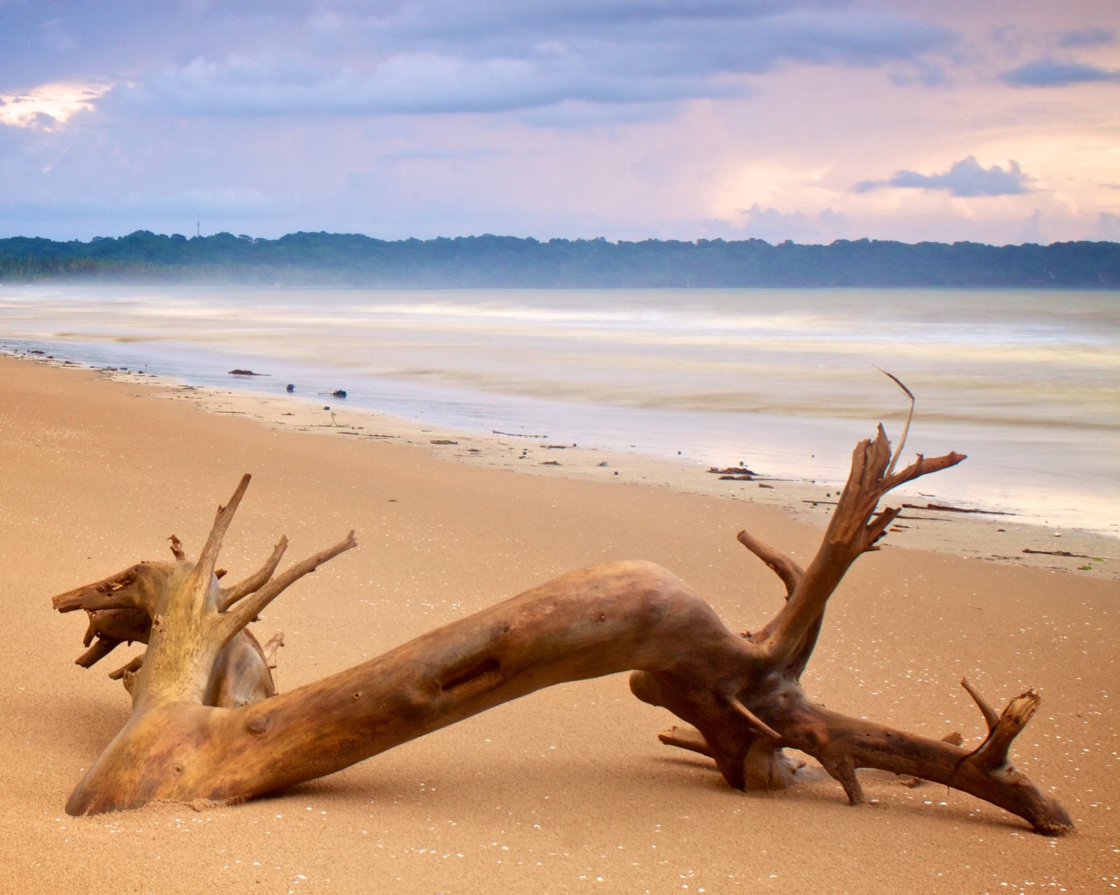 brown driftwood near beach during daytime trinidad tobago 2k