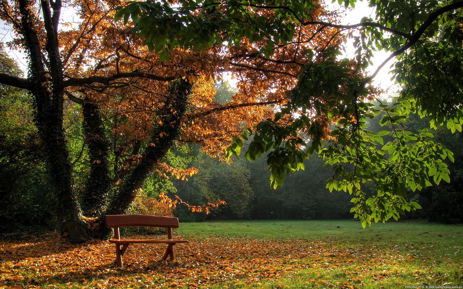 brown wooden bench nature trees park fall plant seat beauty in 2k