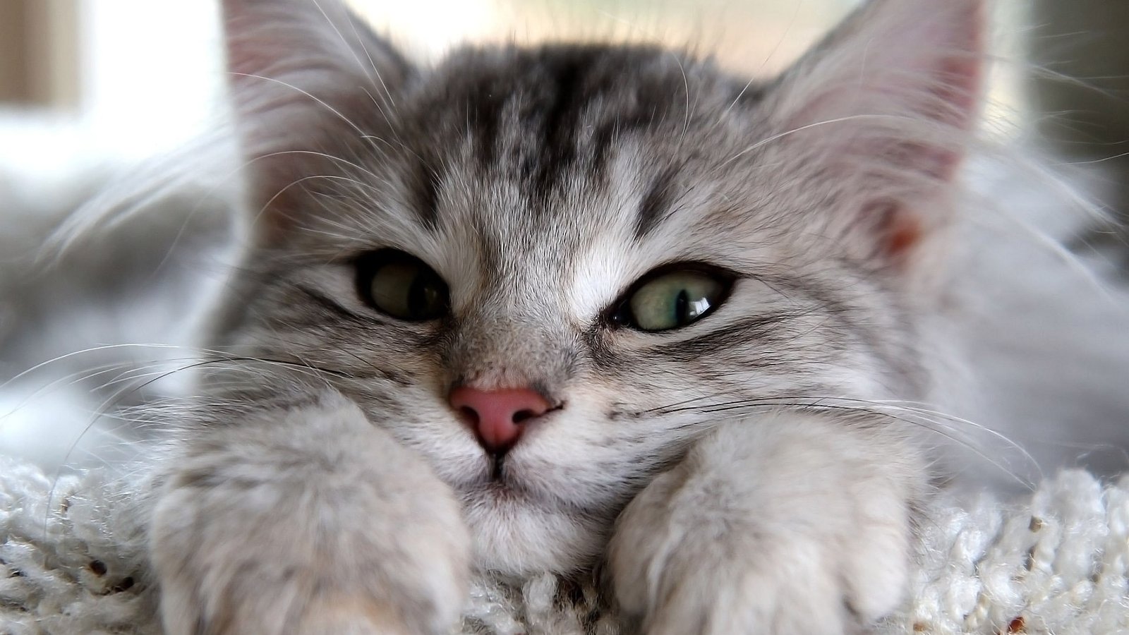 feline cat kitten animal kitty fur domestic pet 2k 4k