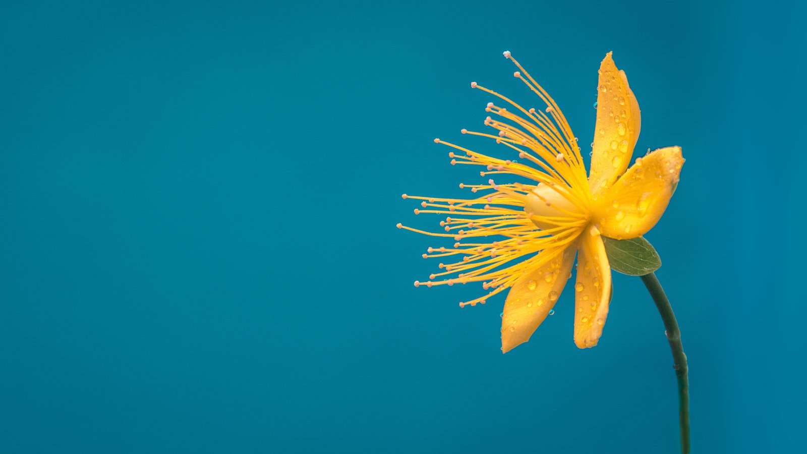 flower blue yellow macro desktop background bloom 2k 4k 5k