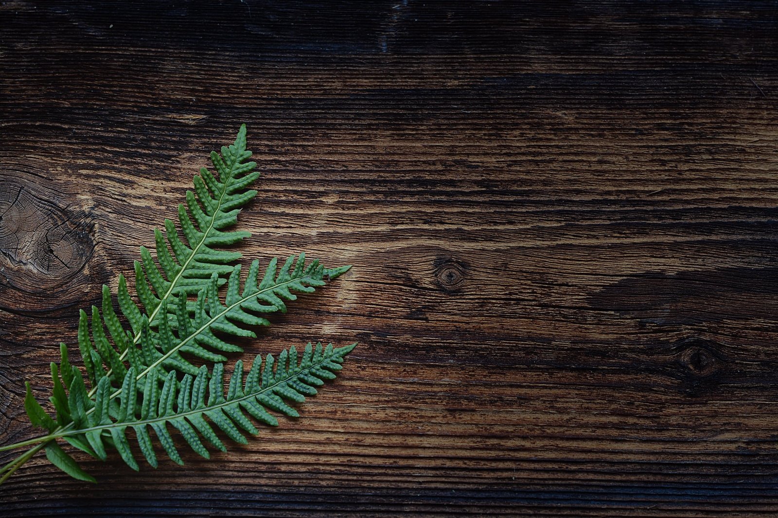 green leaf plant on brown wooden table top fern small 2k