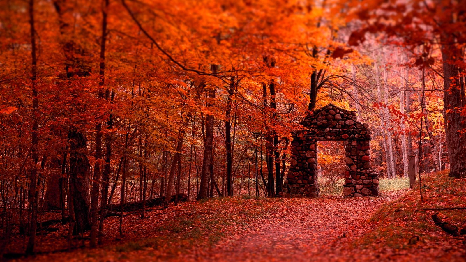 nature autumn alley fall november forest tree maple 2k