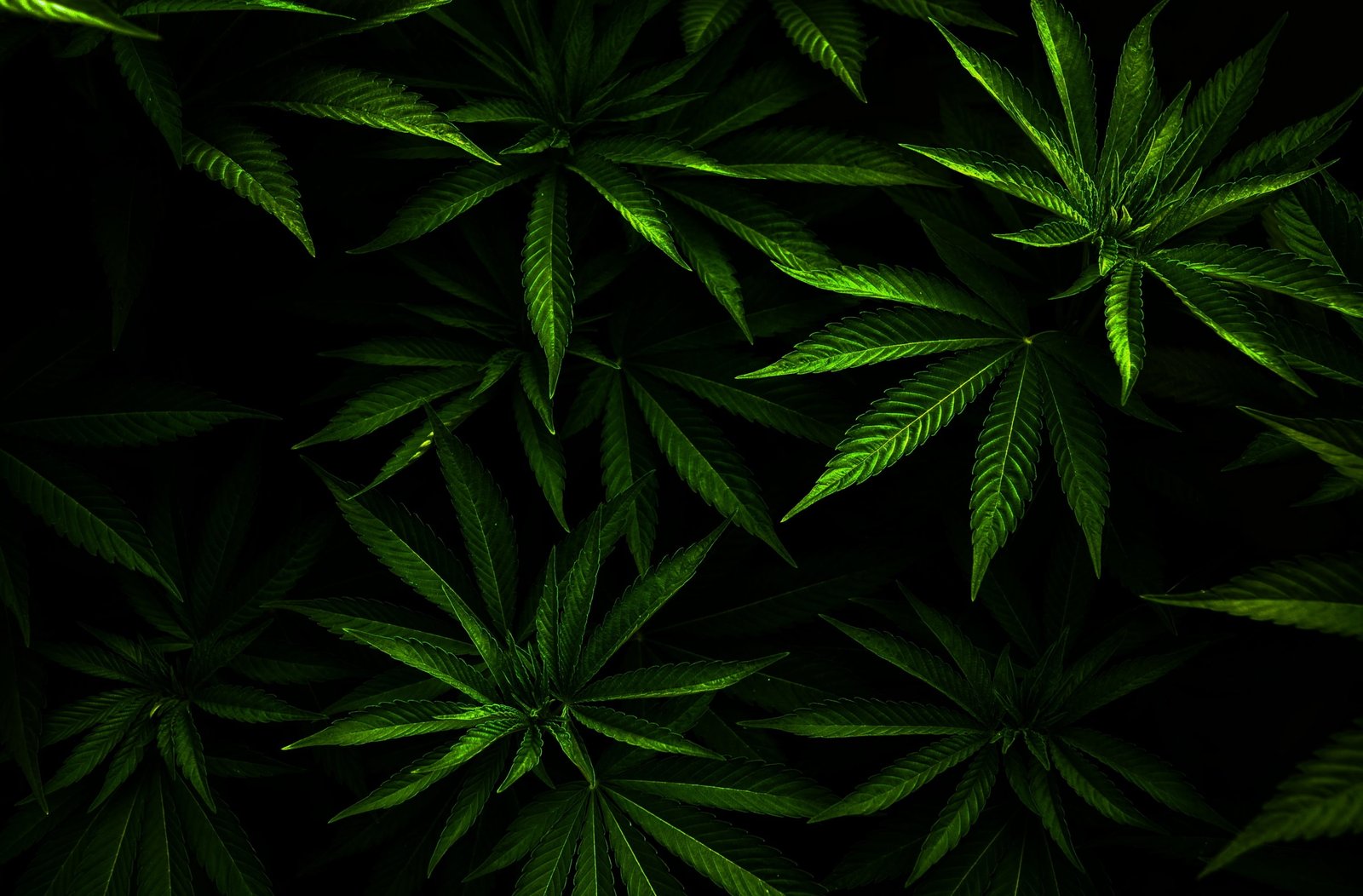 Weed green leafed plants Aero Fresh plant part color 2k