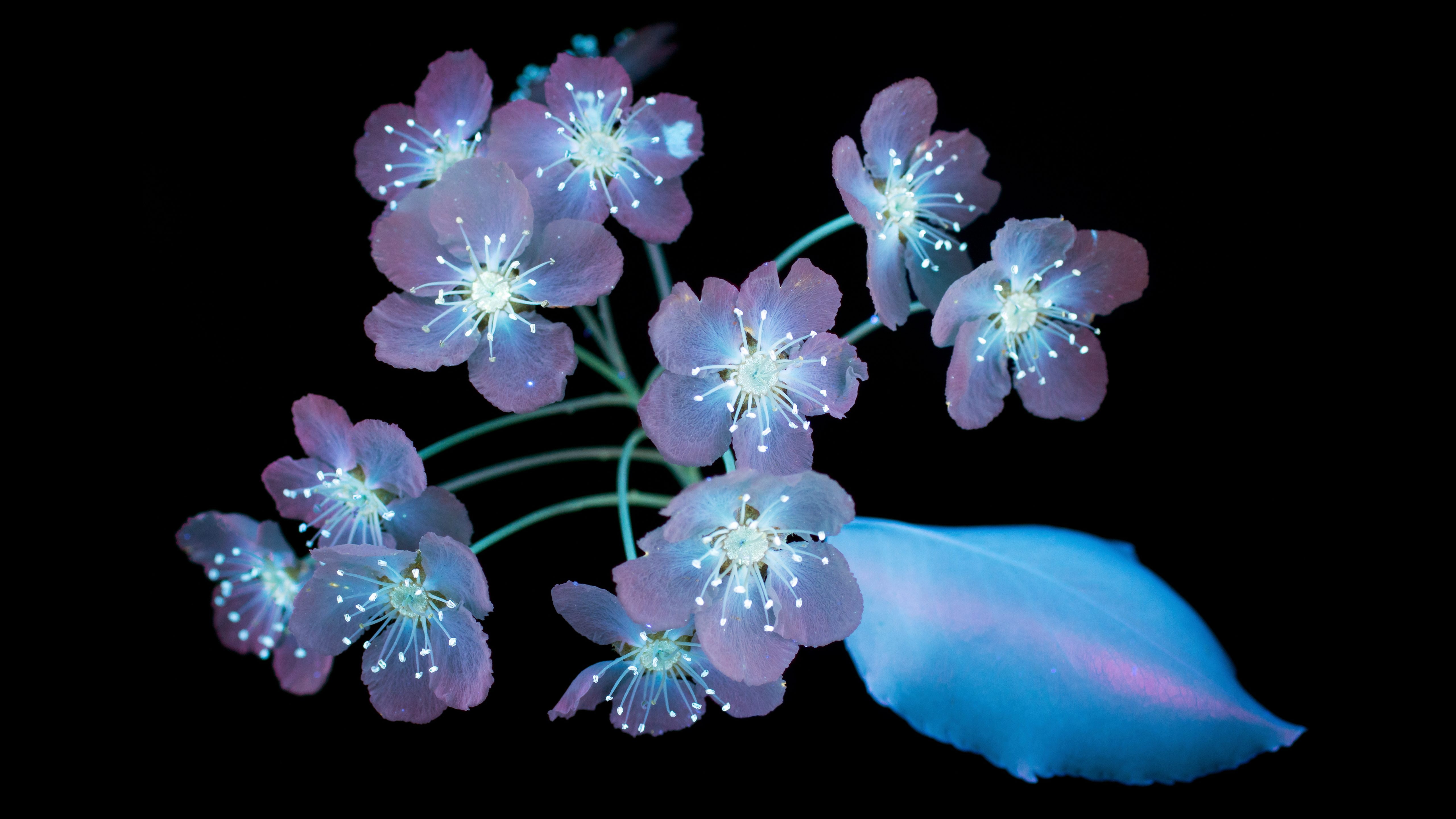 AMOLED Flowers MacOS Mojave Stock 48 2k 4k 5k