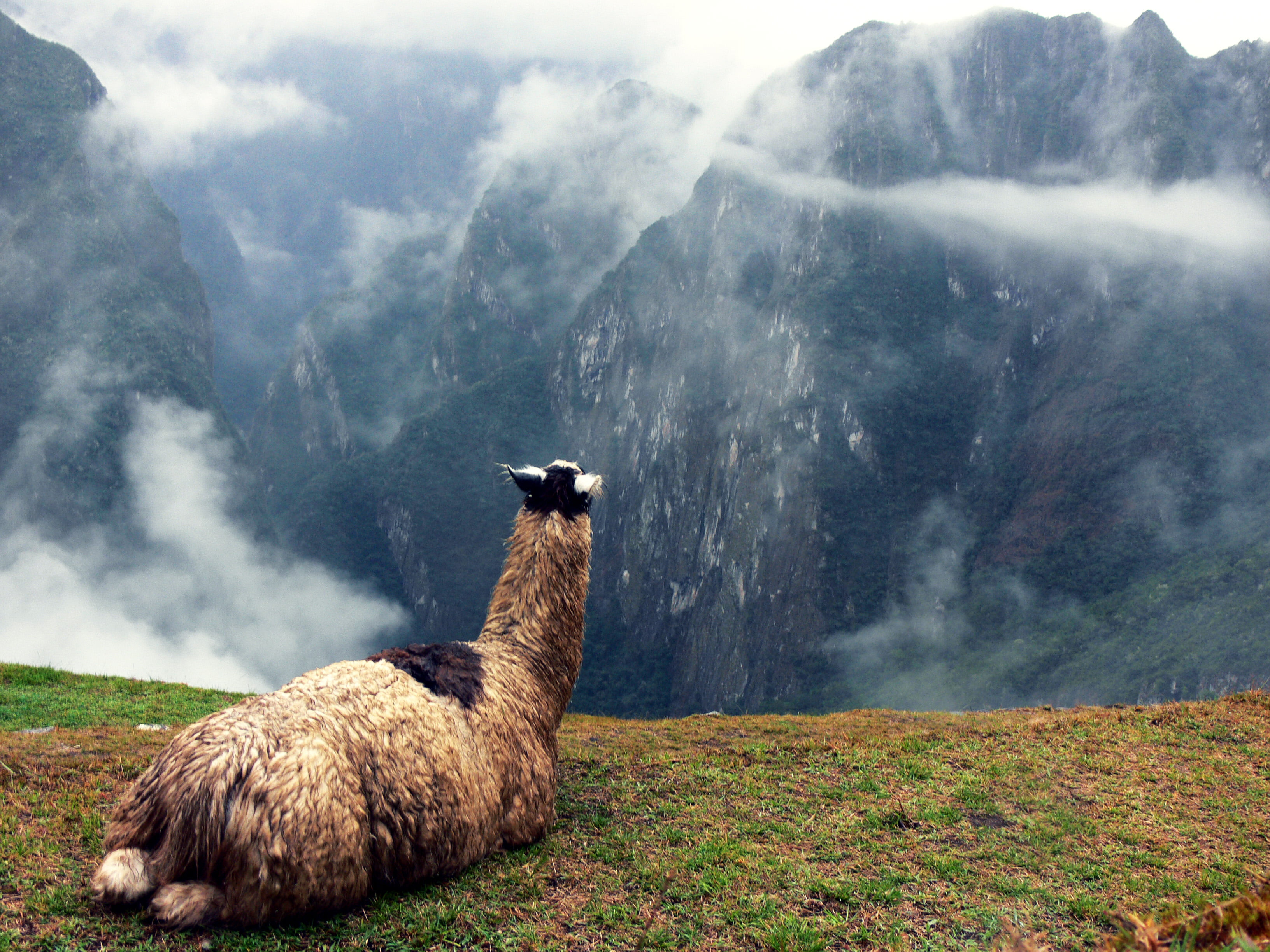 brown animal on hill top with clouds view Llama Peru South America 2k