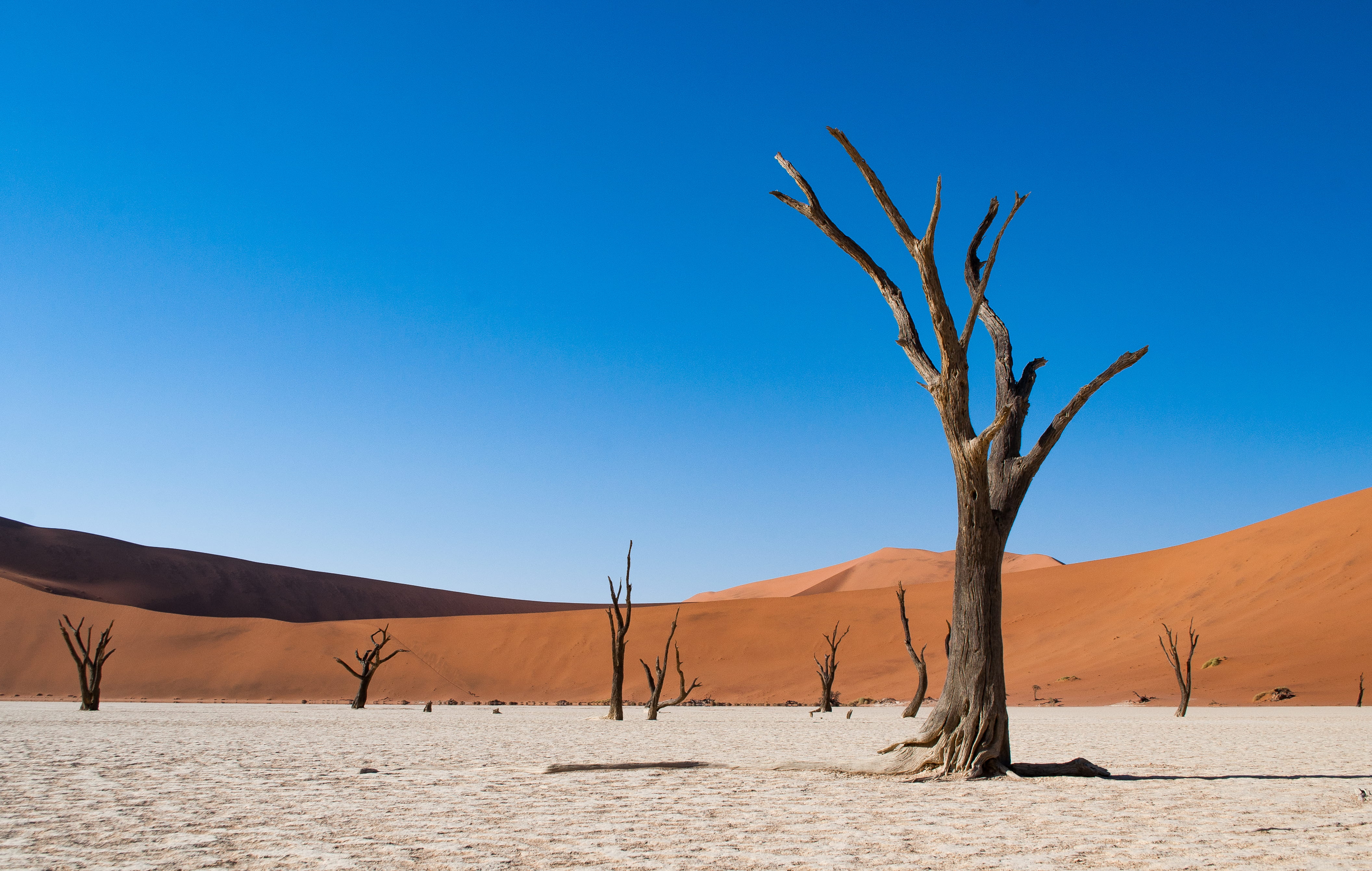 brown barn tree soil nature outdoors sand dune deadvlei 2k 4k