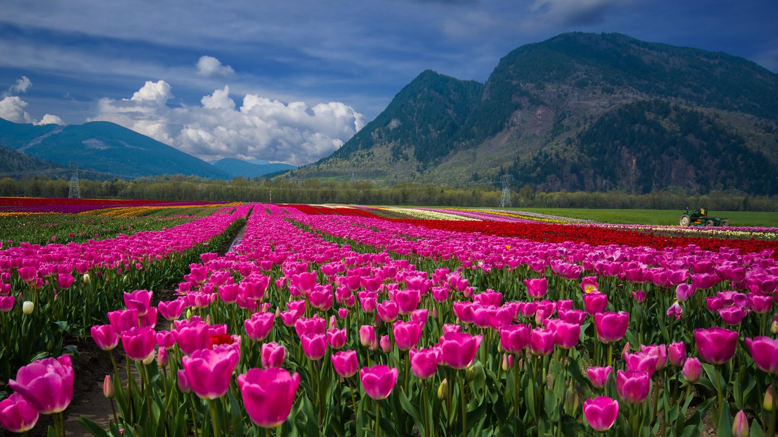 pink Tulip flower field during daytime Agassiz Festival 2k 4k