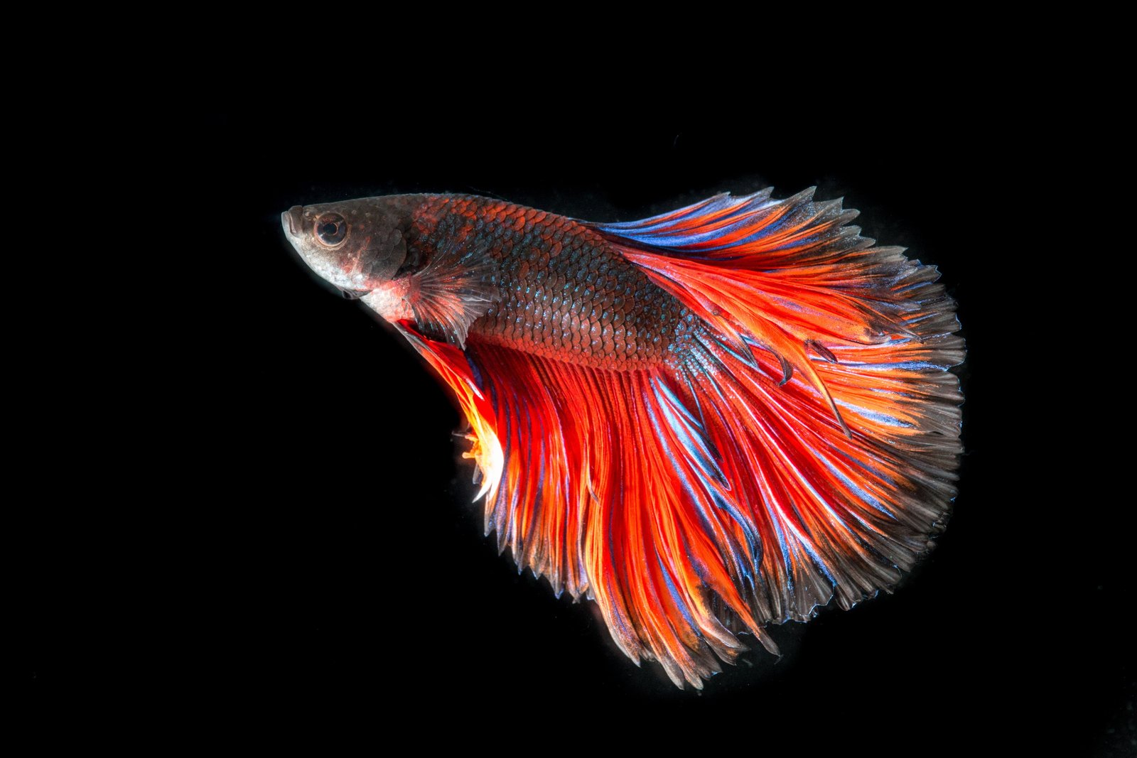 red and black full moon betta fish fighting three color 2k 4k 5k