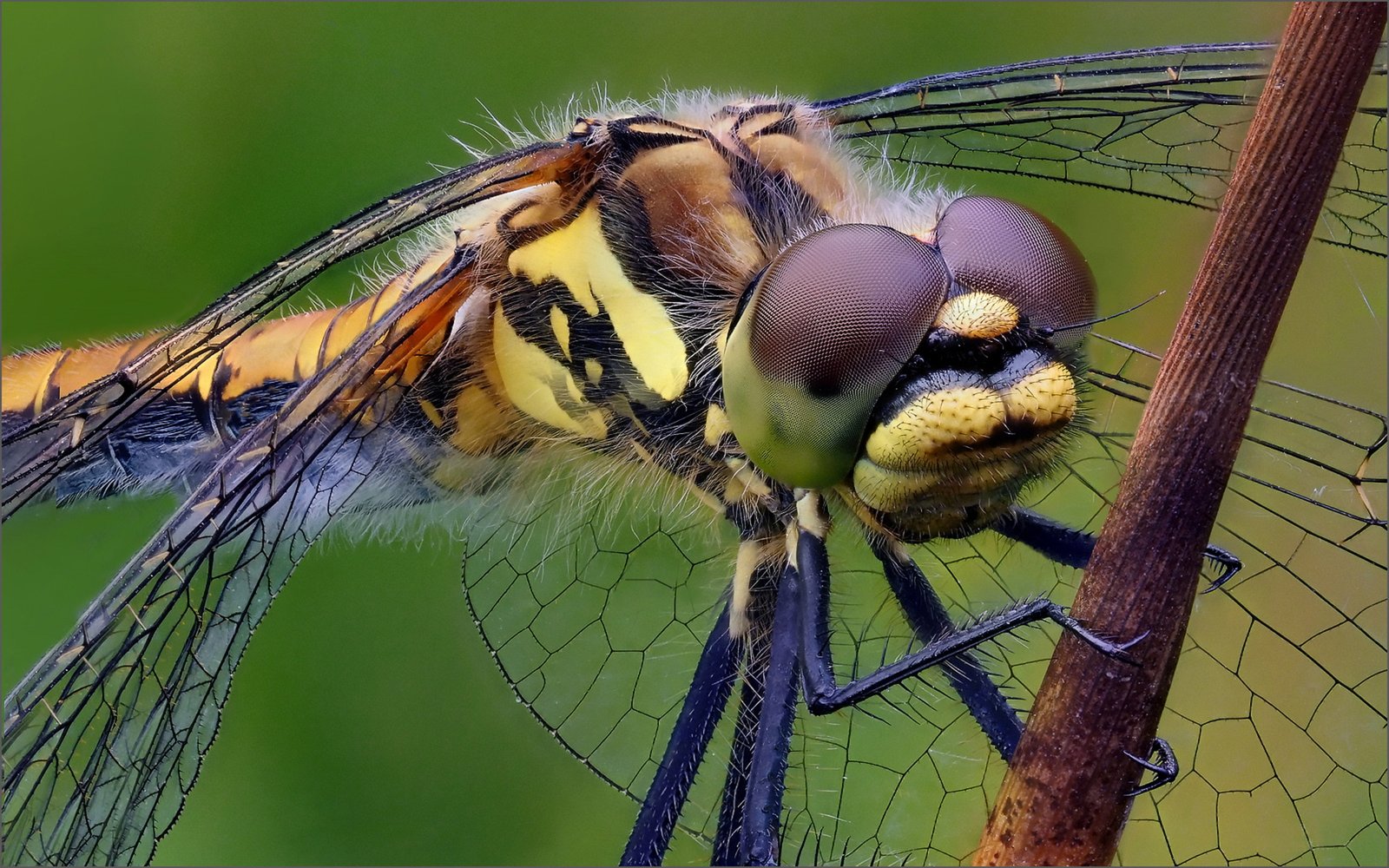 Simpetrum Dane Black Dent Female Macro Photo Wallpapers For Desktop And Mobile Phones 2k 4k