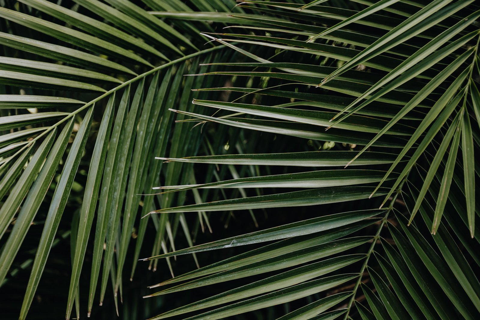 Tropical palm leaves floral pattern background summer green 2k 4k 5k