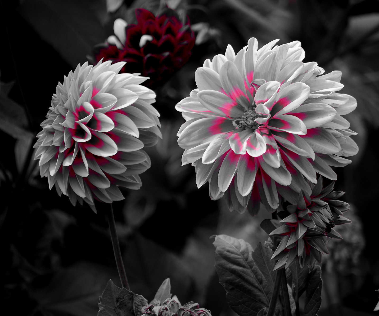 selective color photography of pink petaled flower flores nature 2k