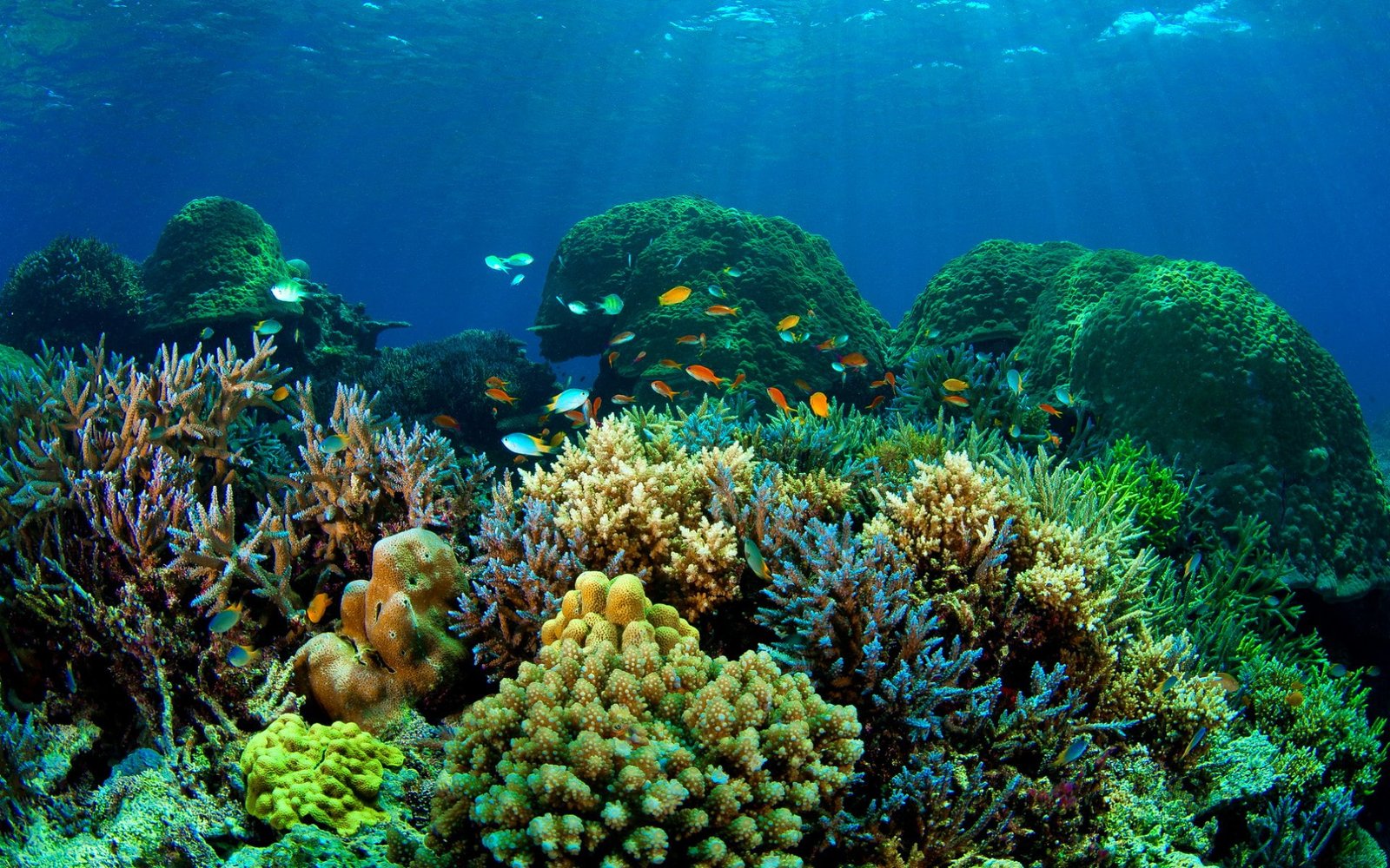 fish fishes nature ocean sea sealife underwater undersea 2k