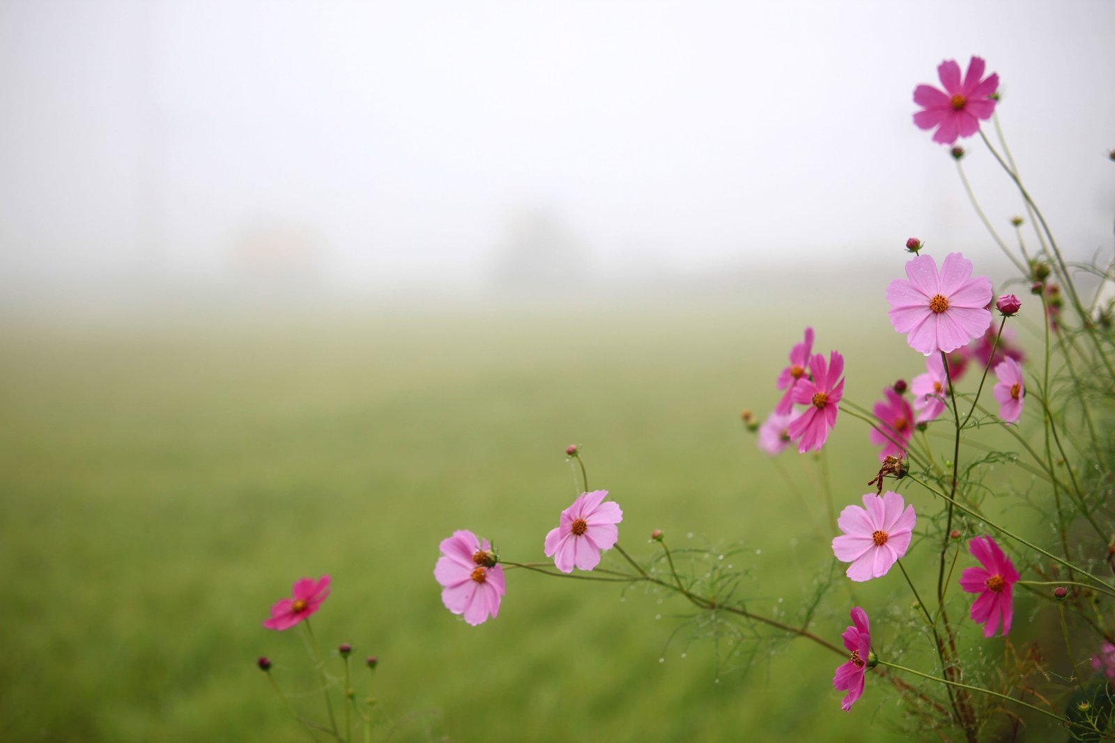 nature summer flowers hayfields rural areas wildflower 2k 4k 5k