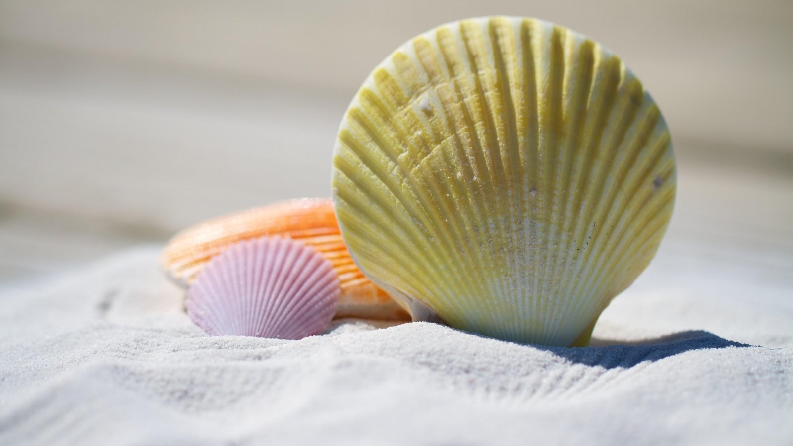 shell sand seashell close up beach sandy white 2k 4k 5k
