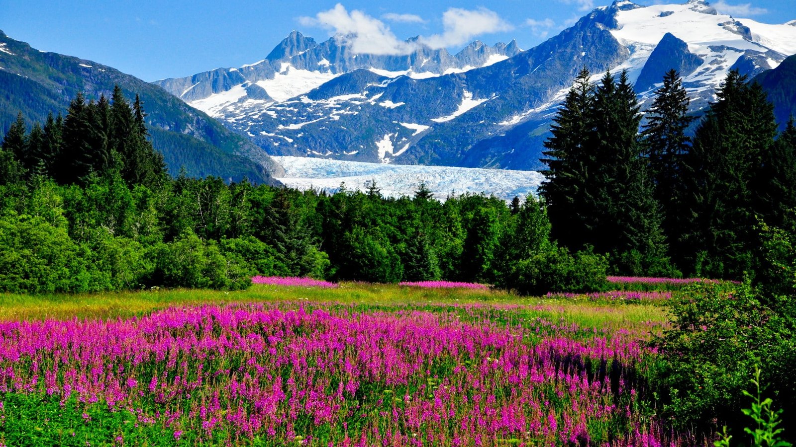 Alaska mountains glaciers cliffs flowers nature landscape pink loosestrife field 2k