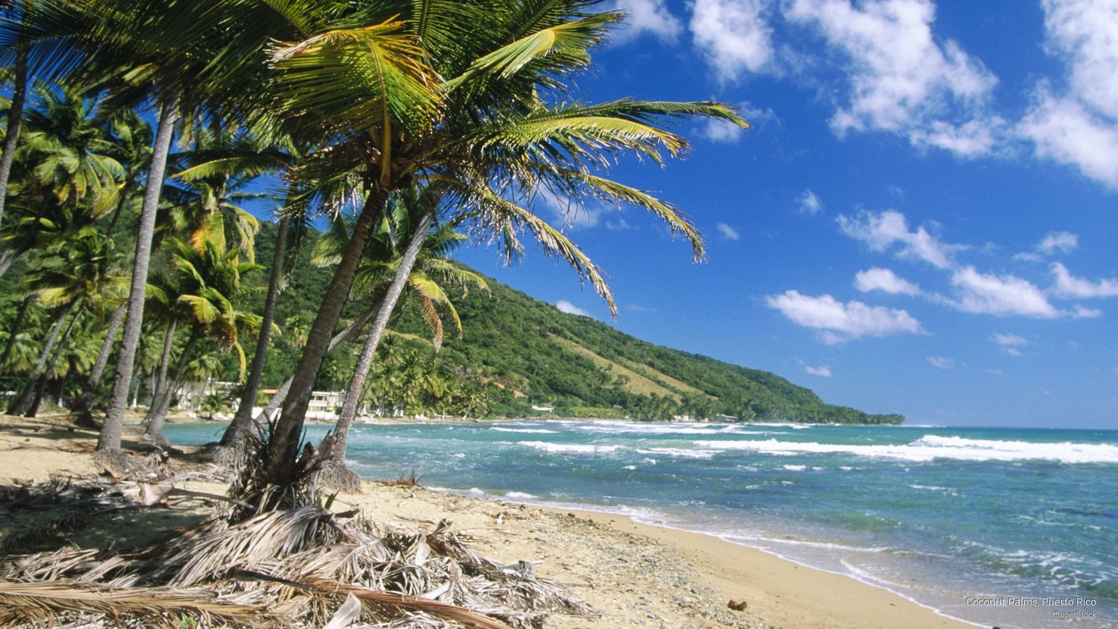 Coconut Palms Puerto Rico Beaches 2k