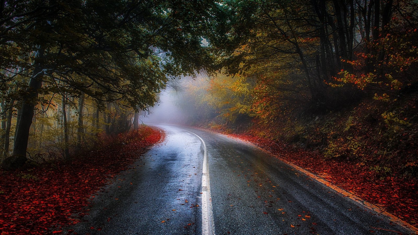 green leaf tree photo of road surrounded by trees nature photography 2k