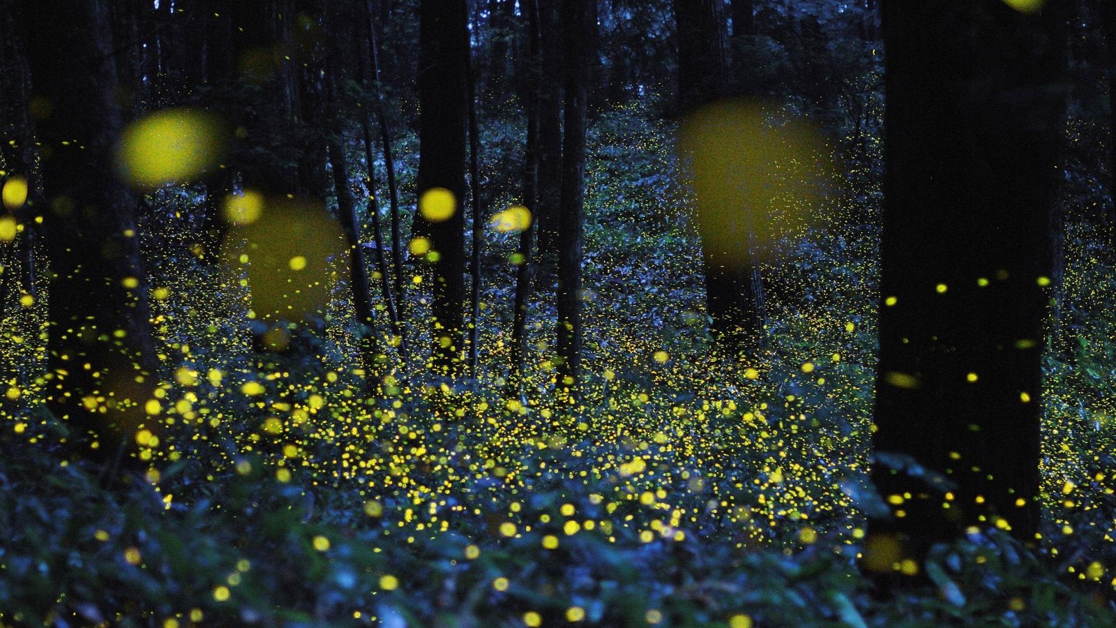 multicolored abstract painting fireflies at forest bokeh night 2k