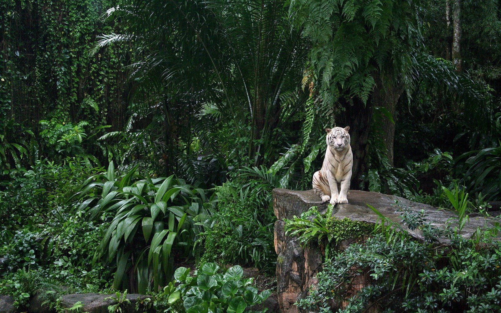 white tiger tigers big cats nature animals forest 2k
