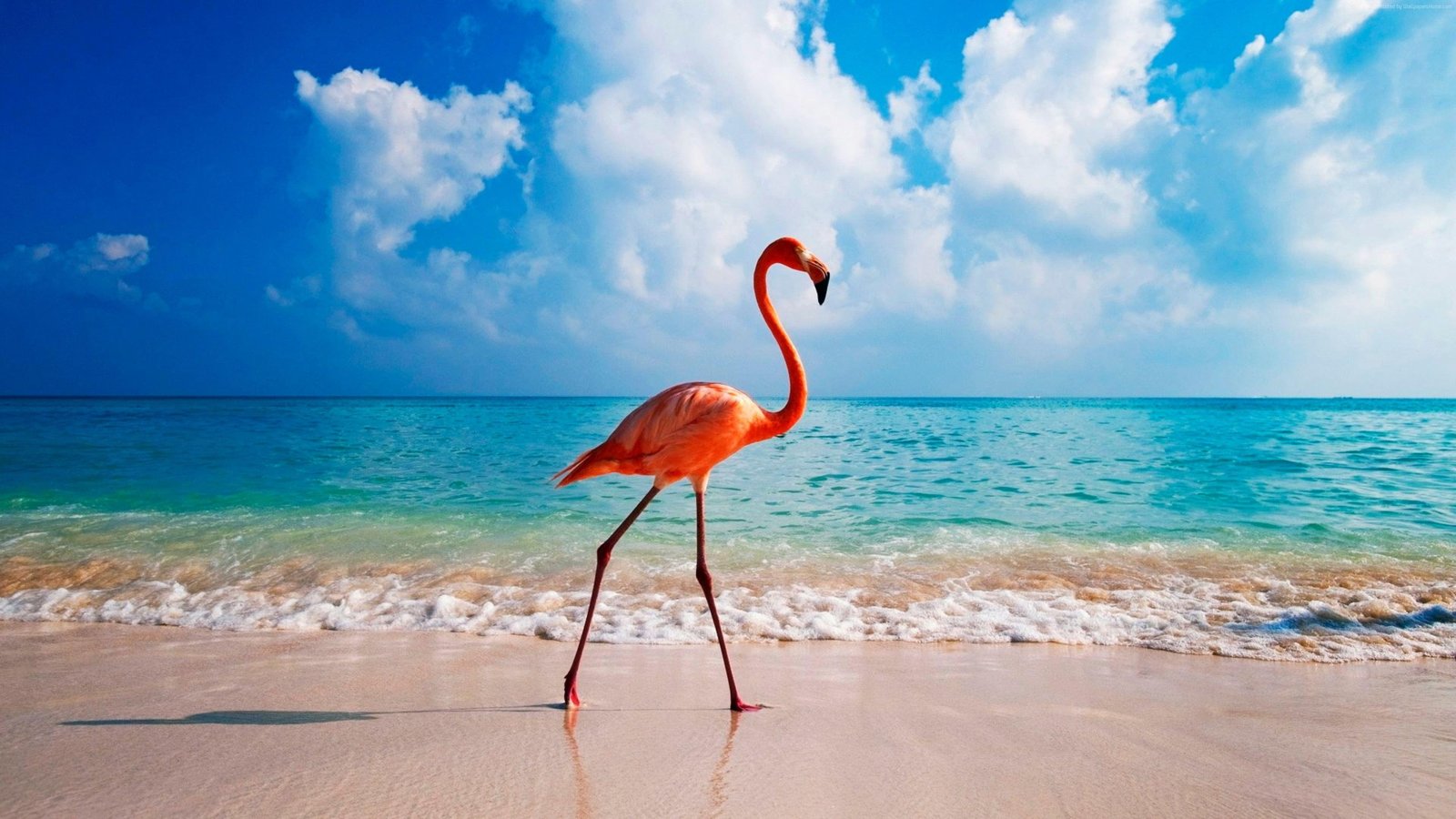 beak dutch caribbean abc islands sea aruba summer 69 2k 4k
