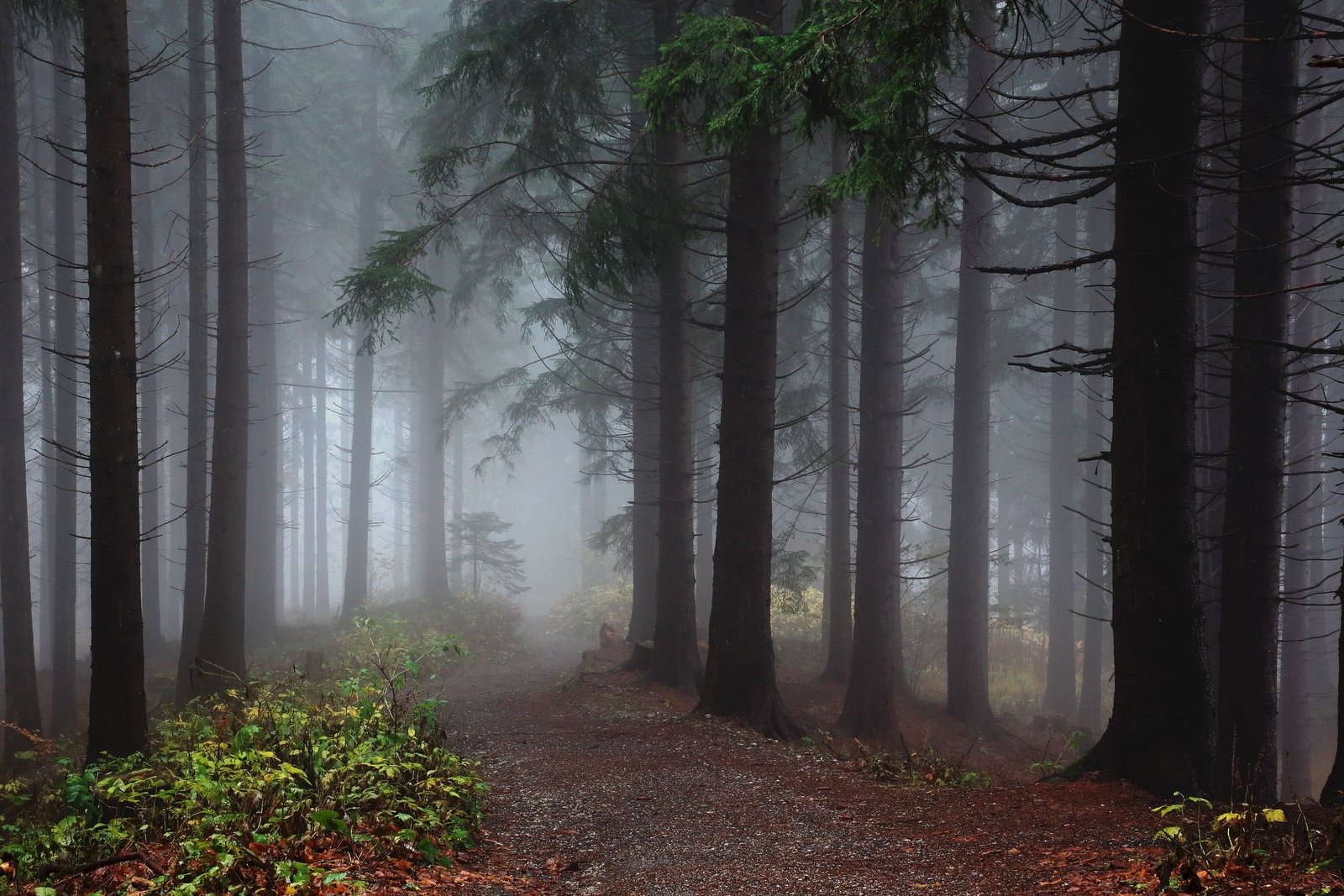 green leafed trees with fogs nature forest mist wood 2k