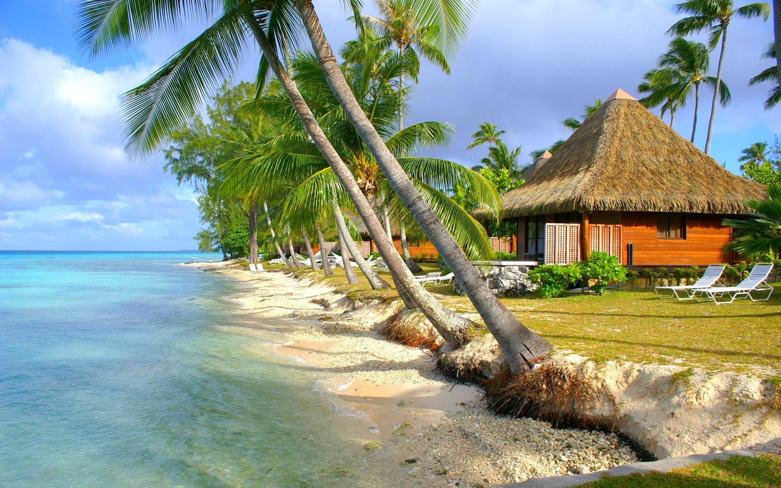 nature landscape tropical beach sea island palm trees 2k