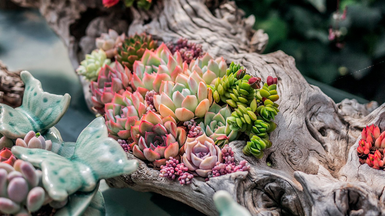 selective focus photography of green and orange succulent plants 2k