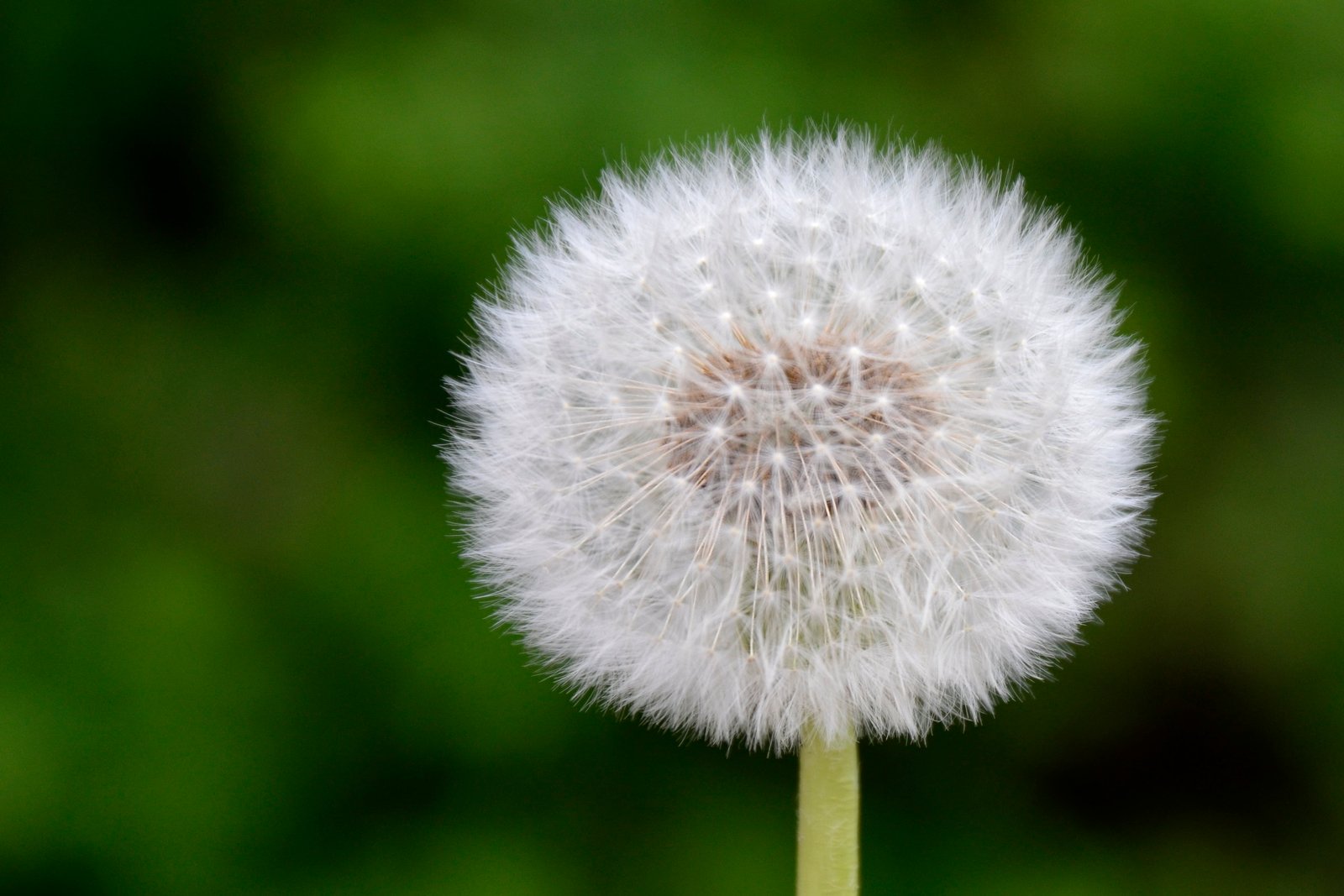 shallow focus photography of white dandelion nikon d 2k 4k
