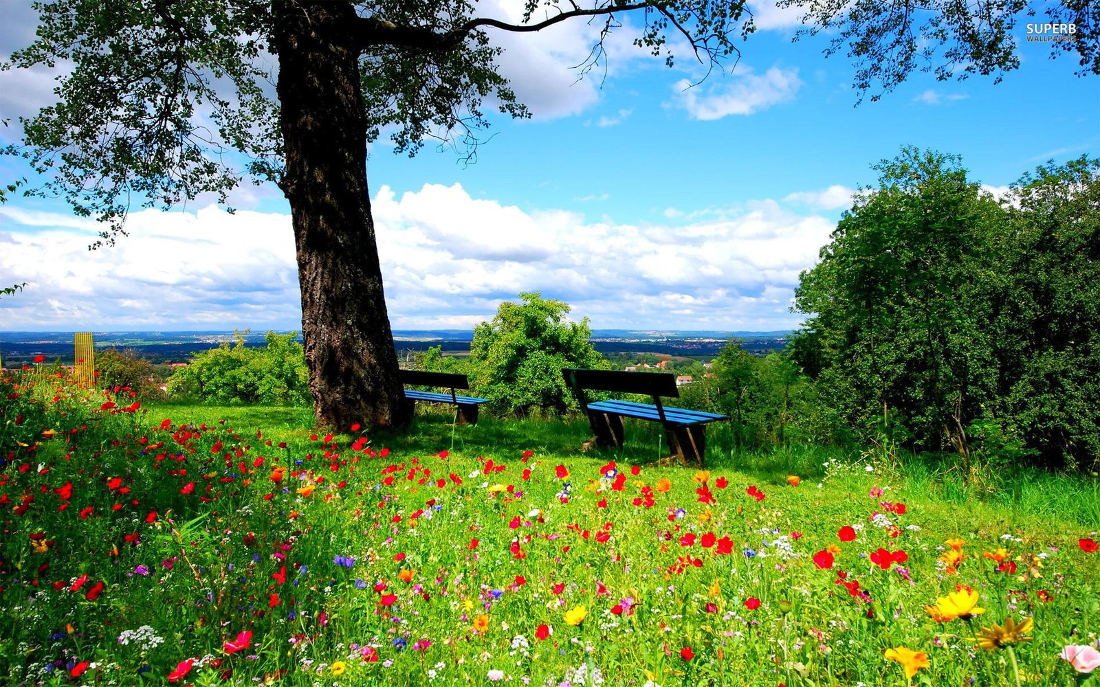 A Beautiful Spring Day calm park nature flowers trees peaceful 2k